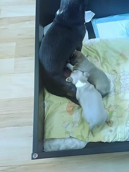 Śliczna Liliowy Chihuahua Rezerwacja