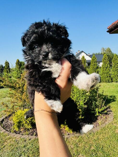 Pomachon - hybryda Bichon Frise i Pomeranian