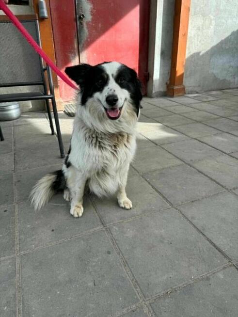 Border Collie mix Lewy szuka domu schronisko Zgierz -aktualne