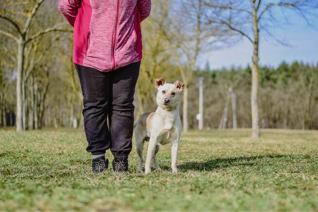 Faworek-delikatny psiak czeka na cierliwy dom-adopcja