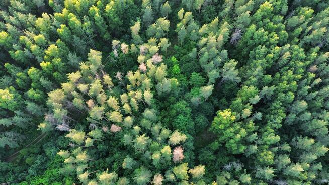 Usługi dronem - zdjęcia, filmy z lotu ptaka
