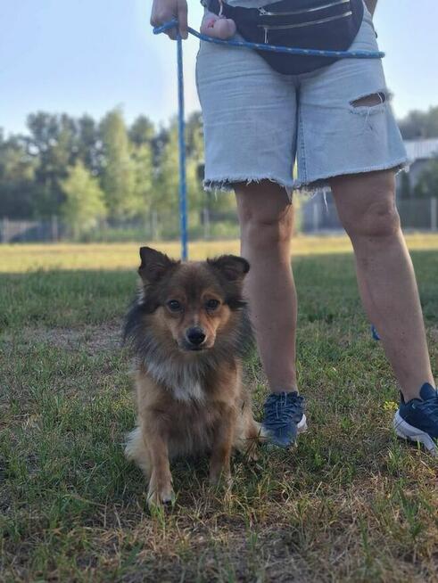 Tościk-niewielki, kompaktowy rudy poesek do adopcji
