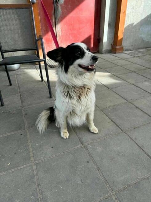 Border Collie mix Lewy szuka domu schronisko Zgierz -aktualne