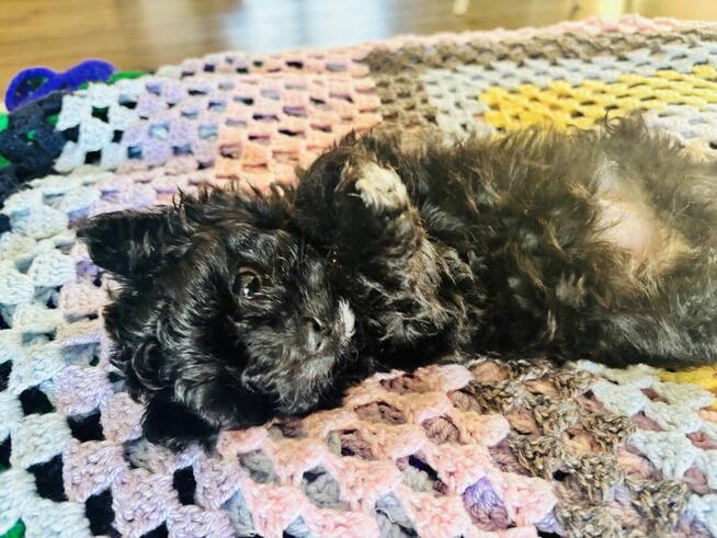 Pomachon - hybryda Bichon Frise i Pomeranian
