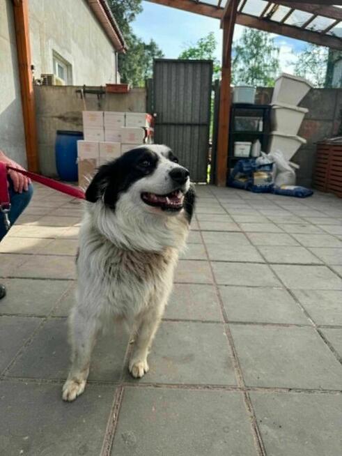 Border Collie mix Lewy szuka domu schronisko Zgierz -aktualne