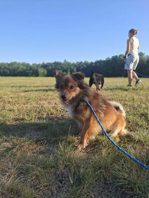 Tościk-niewielki, kompaktowy rudy poesek do adopcji