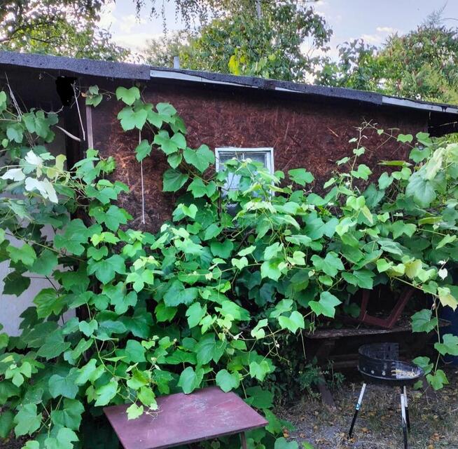 Sprzedam działkę ROD. Brzeg Osiedle Południowe.
