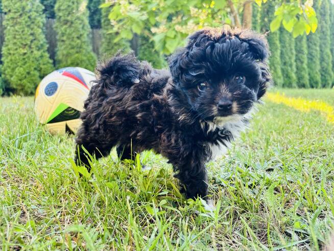Pomachon - hybryda Bichon Frise i Pomeranian