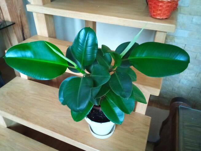 Filodendron, szczawik, monstera i inne