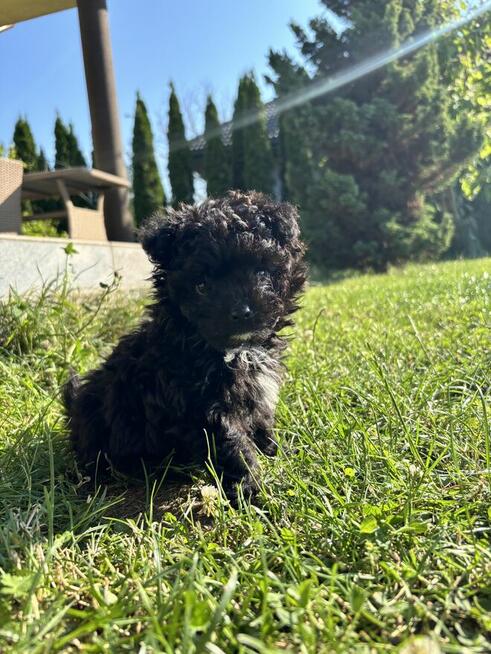Pomachon - hybryda Bichon Frise i Pomeranian