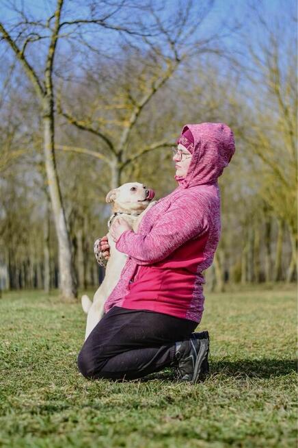 Faworek-delikatny psiak czeka na cierliwy dom-adopcja