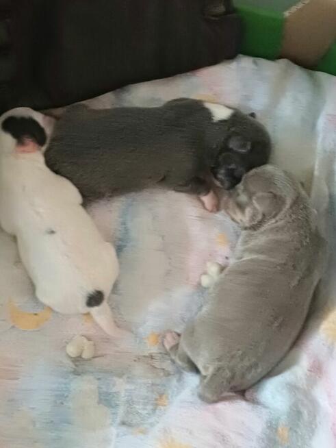 Śliczna Liliowy Chihuahua Rezerwacja