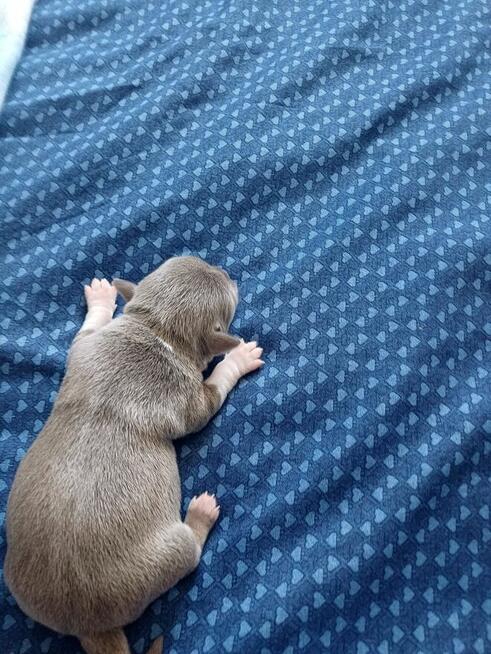 Śliczna Liliowy Chihuahua Rezerwacja