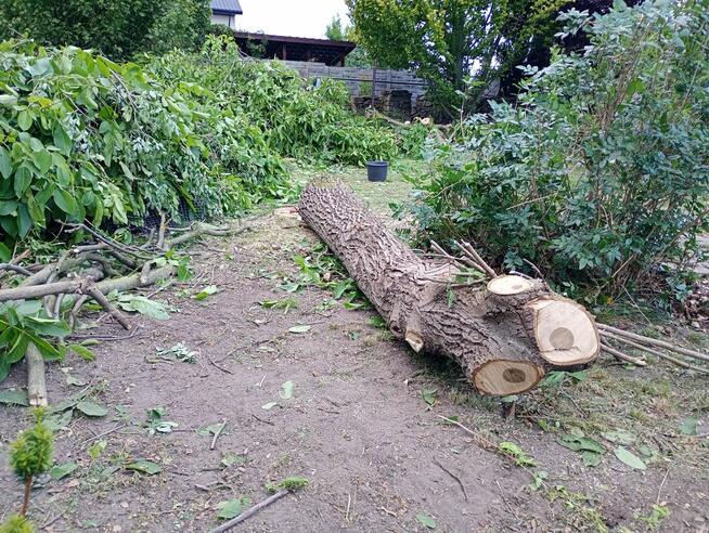 Kłoda z orzecha włoskiego