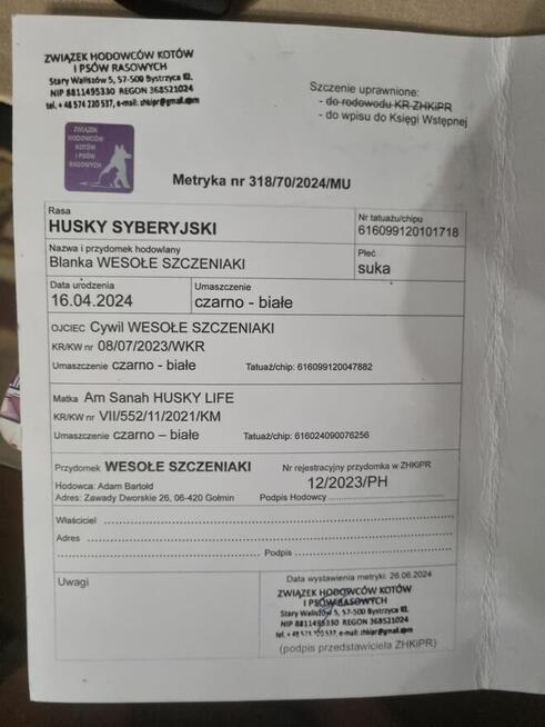 Oddam w dobre ręce suczkę Husky Syberyjski