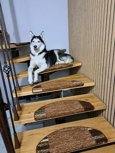 Oddam w dobre ręce suczkę Husky Syberyjski