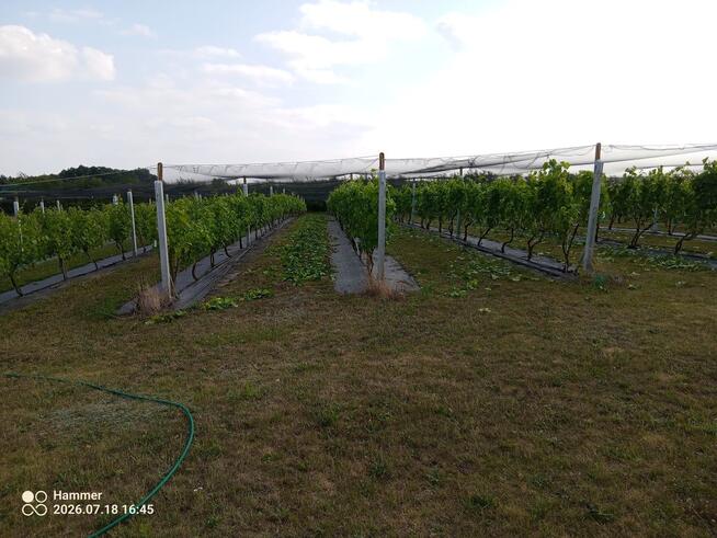 Działka z WZ, linią brzegową jeziora i winnicą
