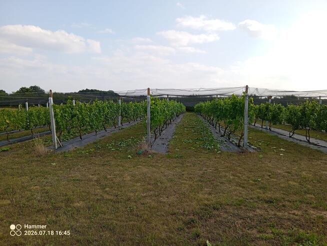Działka z WZ, linią brzegową jeziora i winnicą