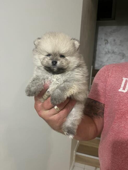 Szpic Pomeranian