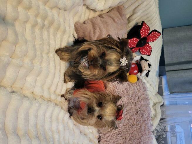 York, Yorkshire Terrier!Elitarn MINI Cudeńko-PIESEK XXS!KRAK