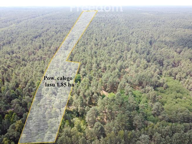 Inwestycja w dojrzały las sosnowy 1,85 ha budulec