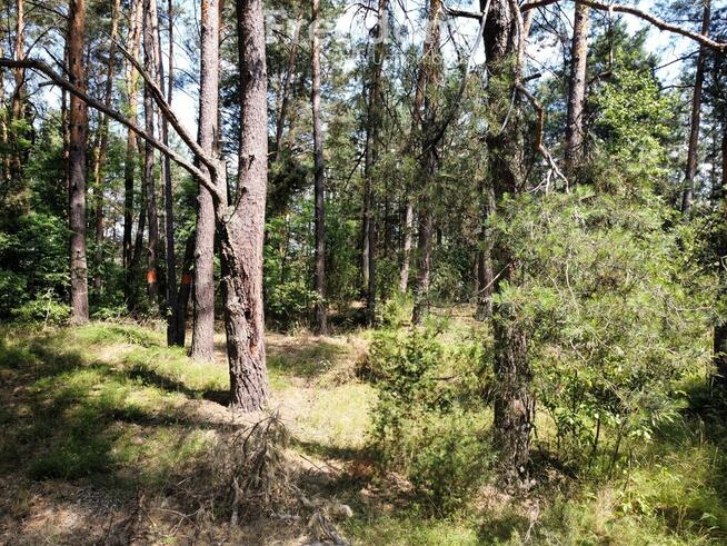Inwestycja w dojrzały las sosnowy 1,85 ha budulec
