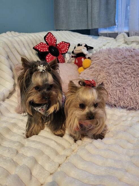 York, Yorkshire Terrier!Elitarn MINI Cudeńko-PIESEK XXS!KRAK