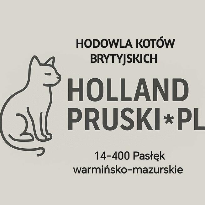 Kotek brytyjski - zapraszam do rezerwacji