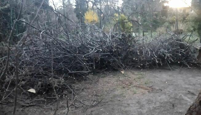Ogrody Pełne Słońca Wycinka Drzew Koszenie Trawy