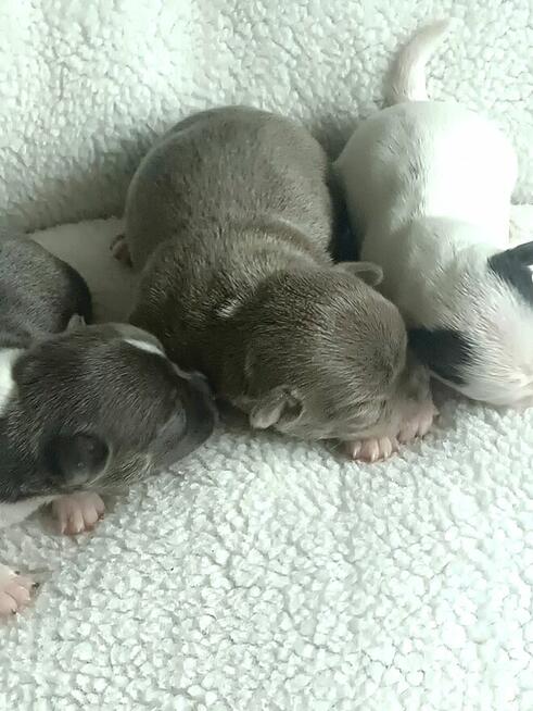 Śliczny Liliowy Chihuahua Rezerwacja