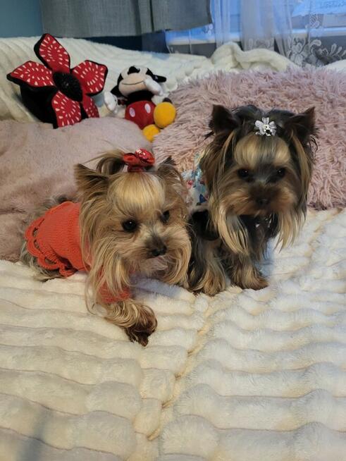 York, Yorkshire Terrier!Elitarn MINI Cudeńko-PIESEK XXS!KRAK