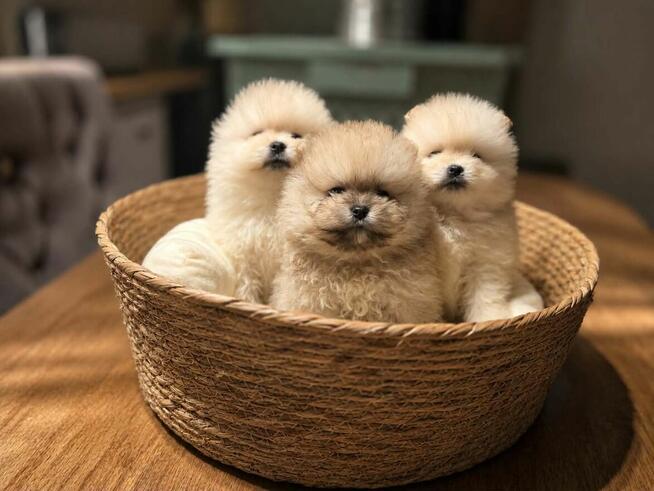 Szpic Pomeranian