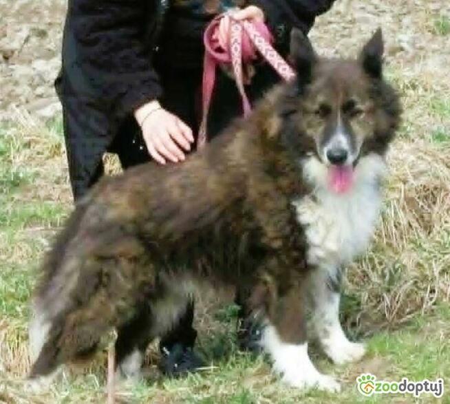 ERWIN - piękny psiak w typie border collie szuka domu