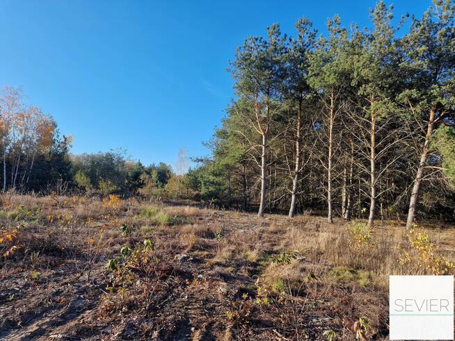 Działki | Budowlane | w Lesie | Krubin -| – Bieńki –
