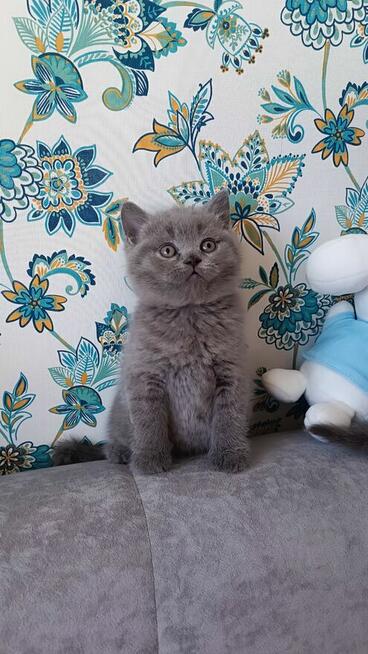 FPL Kotki brytyjskie niebieskie =^..^= Już do odbioru!!!