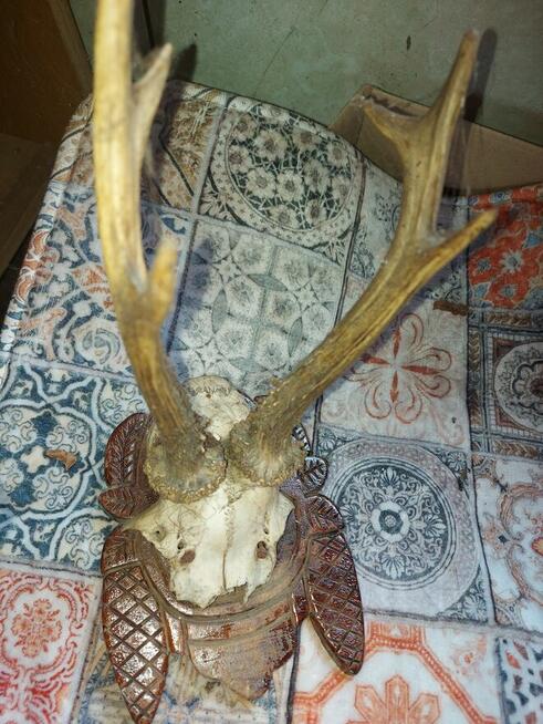 Bardzo stare poroza jelonkow