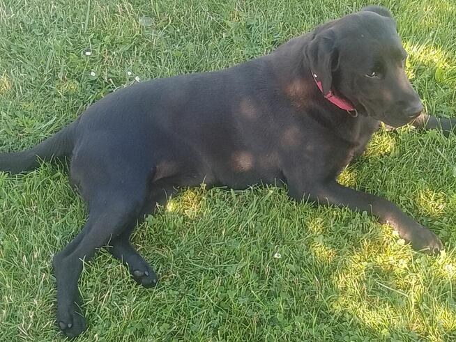 Oddam w dobre ręce: sunia w typie labradora czarna