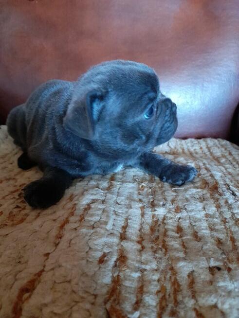 Buldog francuski