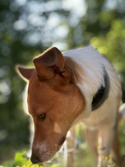 Adopcja