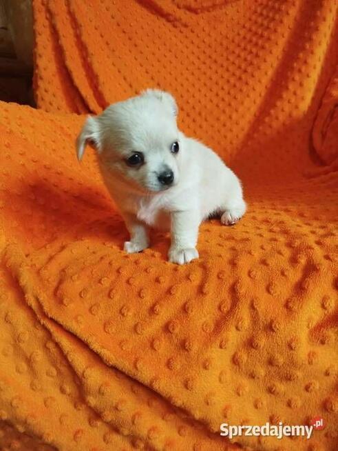 Urocze szczenięta rasy Chihuahua