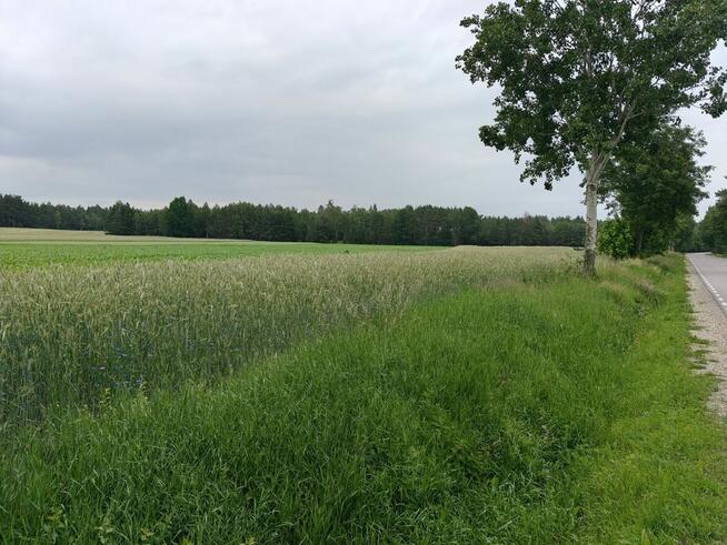 Syndyk sprzeda - Nowy Szczeglin