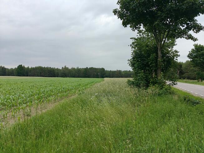 Syndyk sprzeda - Nowy Szczeglin