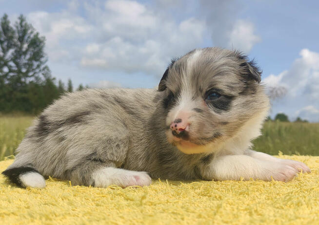 Wspaniała suczka blue-merle BORDER COLLIE - przebadani rodz,
