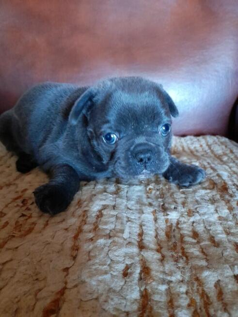 Buldog francuski