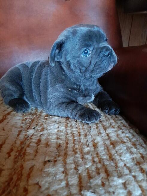 Buldog francuski