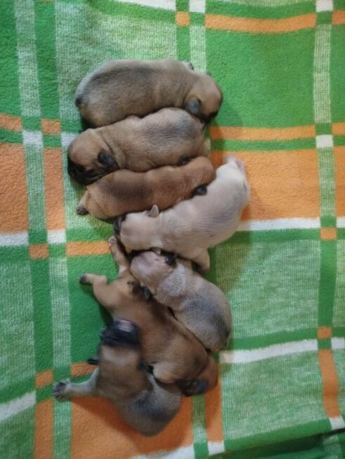 Buldog francuski szczeniaki okolice Warszawy