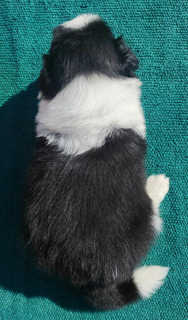 Border Collie - przebadani sprawdzeni rodzice, piękne szczen