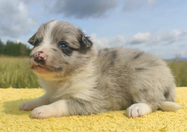 Wspaniała suczka blue-merle BORDER COLLIE - przebadani rodz,
