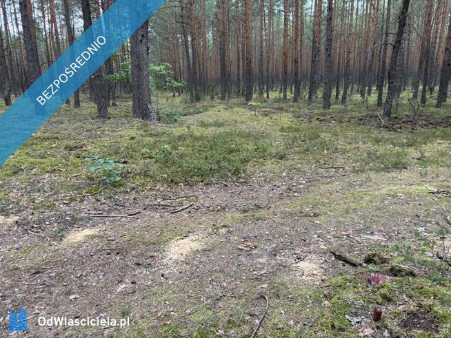 Działka leśna w Ryni, gmina Dobre – 6 379 m²