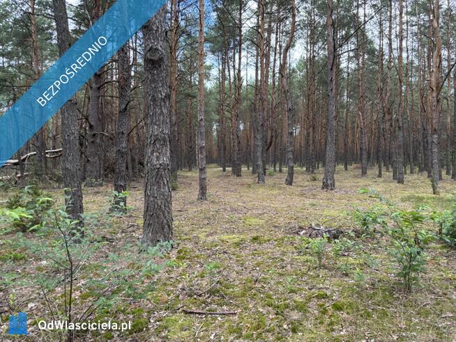 Działka leśna w Ryni, gmina Dobre – 6 379 m²